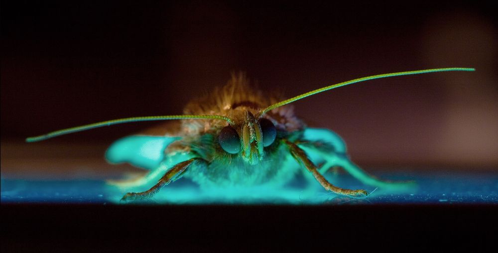 Фотография автора Макс Светличный