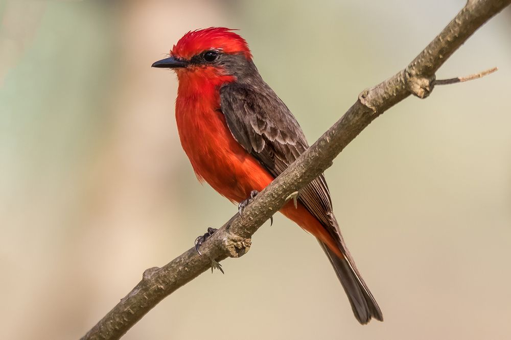 Photograph by Joao R Cortez