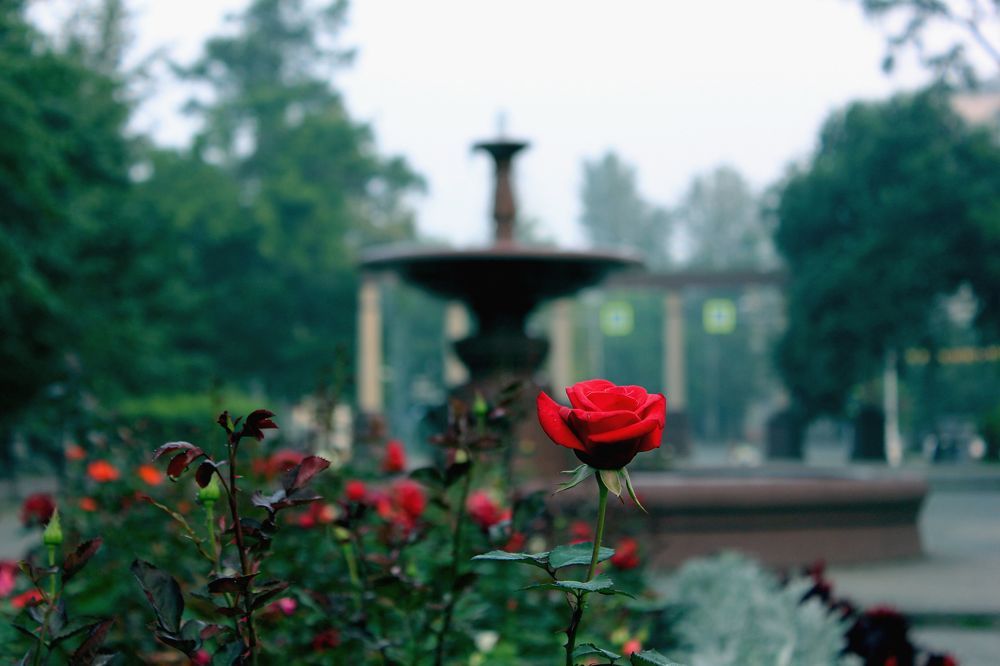 Photograph by Владимир Сушкин