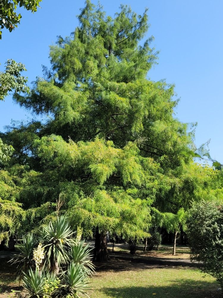 Photograph by Rahele Almassi