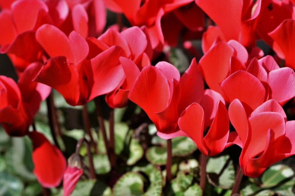 Photograph by Natalia Vostrikova