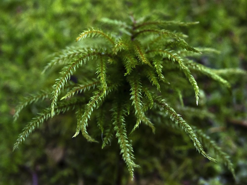 Photograph by Олег Тетерин