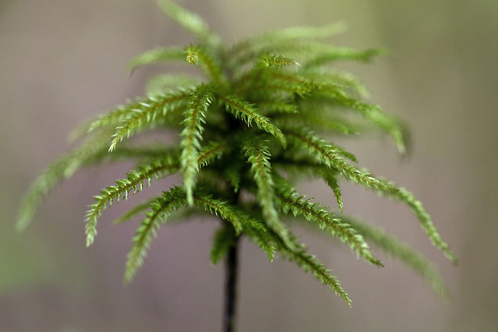 Photograph by Олег Тетерин