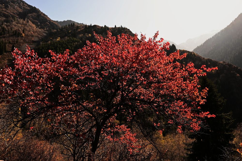 Photograph by Наталья Баранова