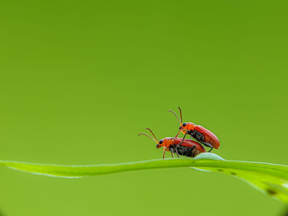 Photograph by Md Raihan