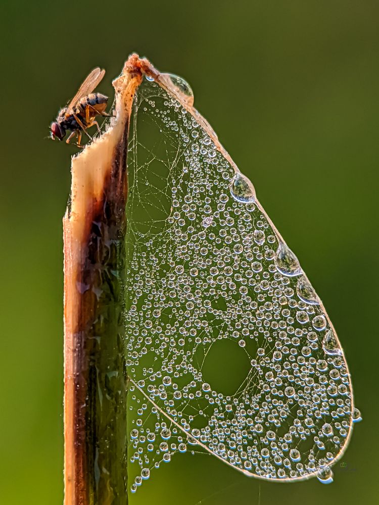 Photograph by Md Raihan