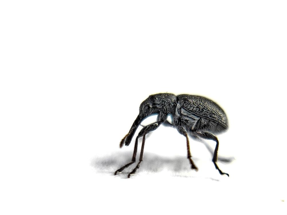 Tiny long snout weevil beetle