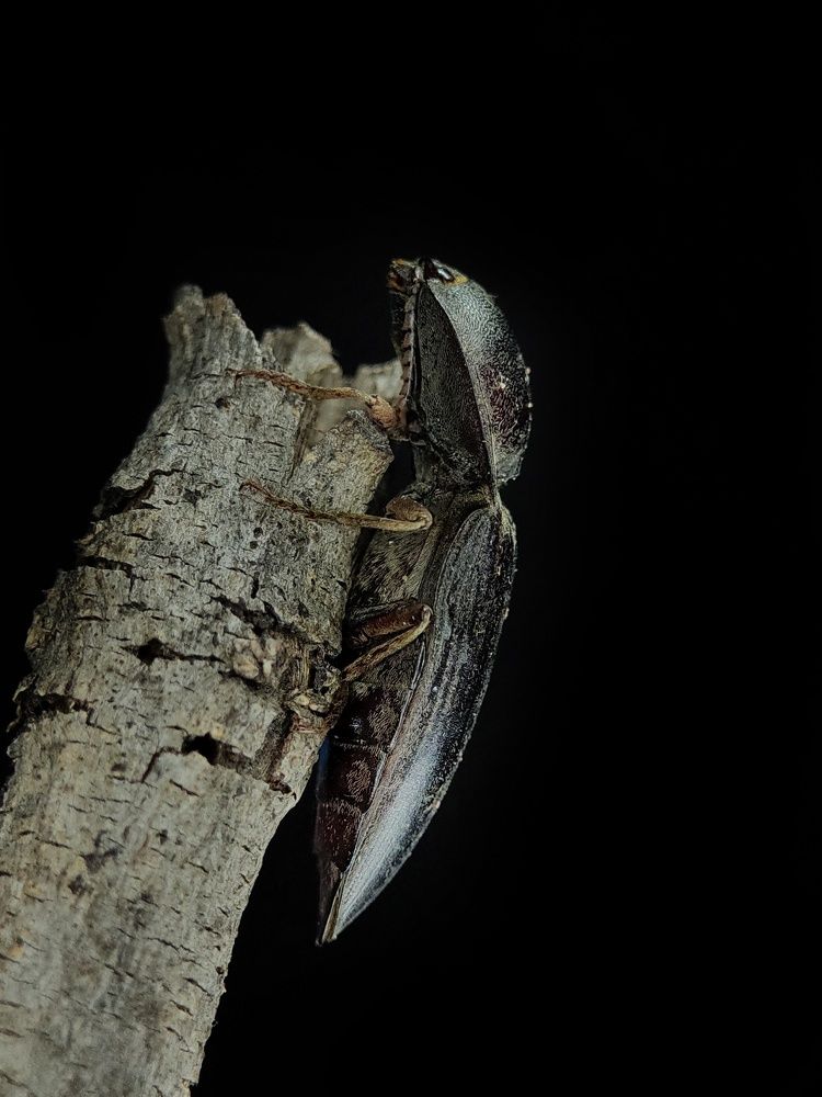 Click beetle