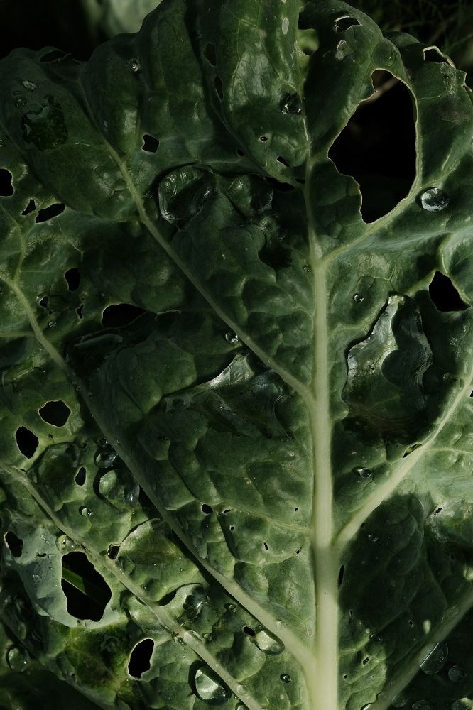 Photograph by Елена Петрюк