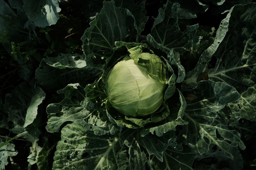 Photograph by Елена Петрюк