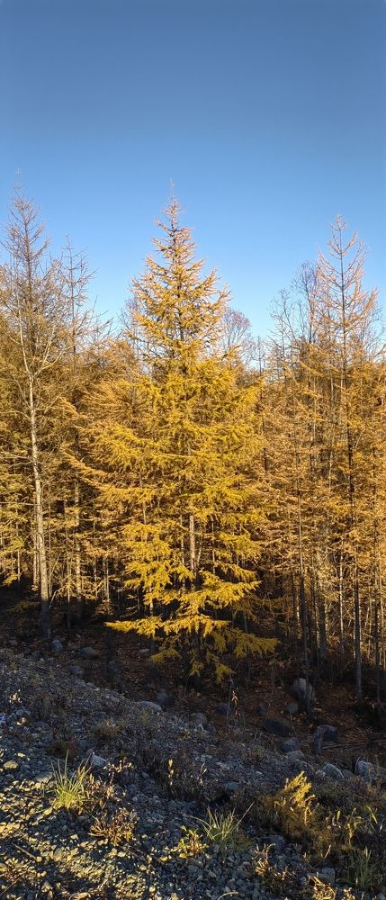 Photo #8166520
