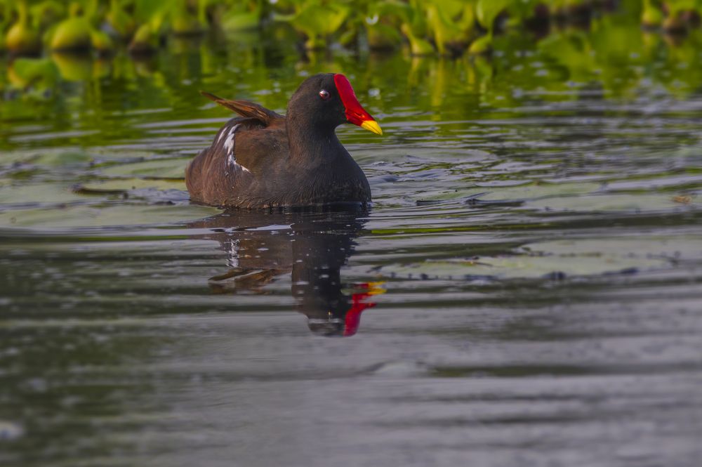 Photograph by G N RAJA