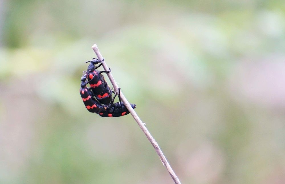 Photograph by Prabhu Viswanathan