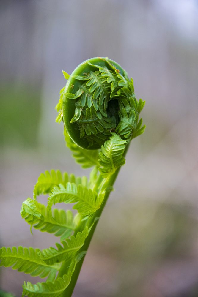 Крошка папоротник