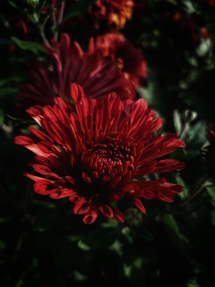 Photograph by Екатерина