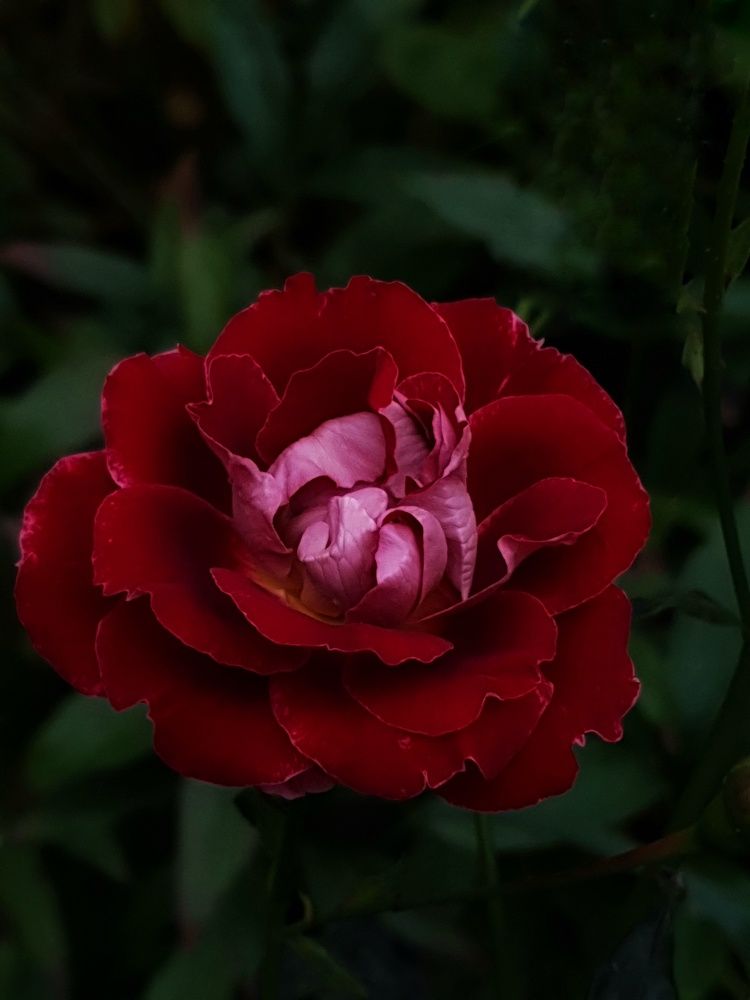Photograph by Екатерина