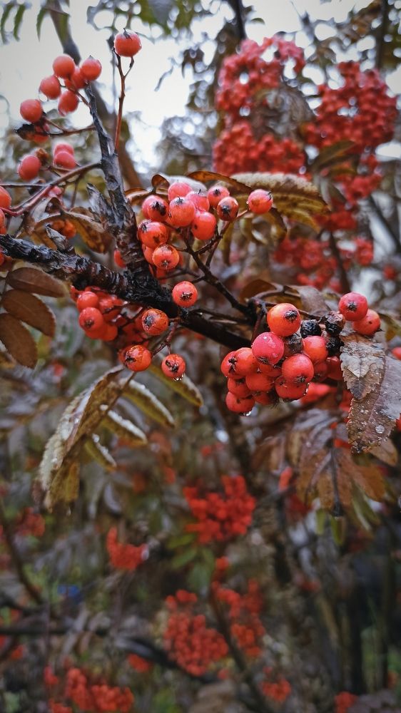Photograph by Надежда Тарасенко