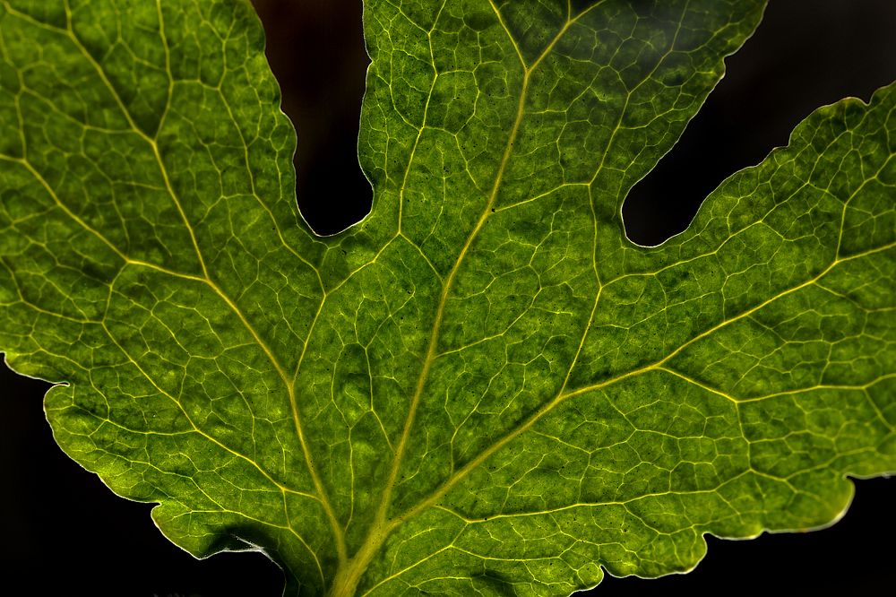 Photograph by Александр Зорин