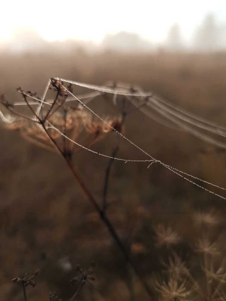 Photograph by Надежда Тарасенко