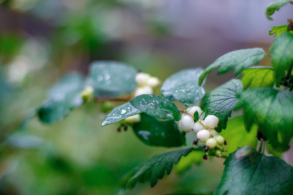 Photograph by Алексей Трифонов