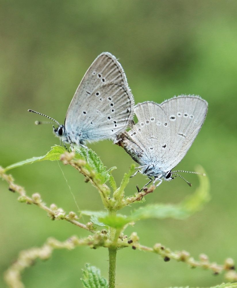 Photograph by Ирина Корабельникова