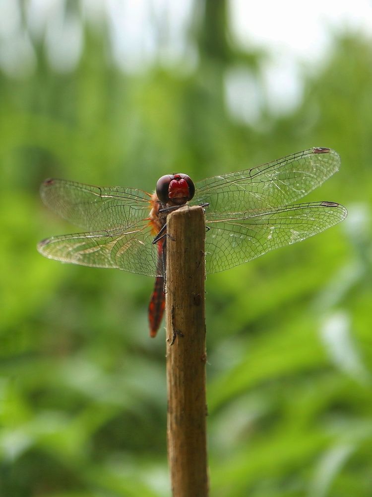 Photograph by Ирина Корабельникова