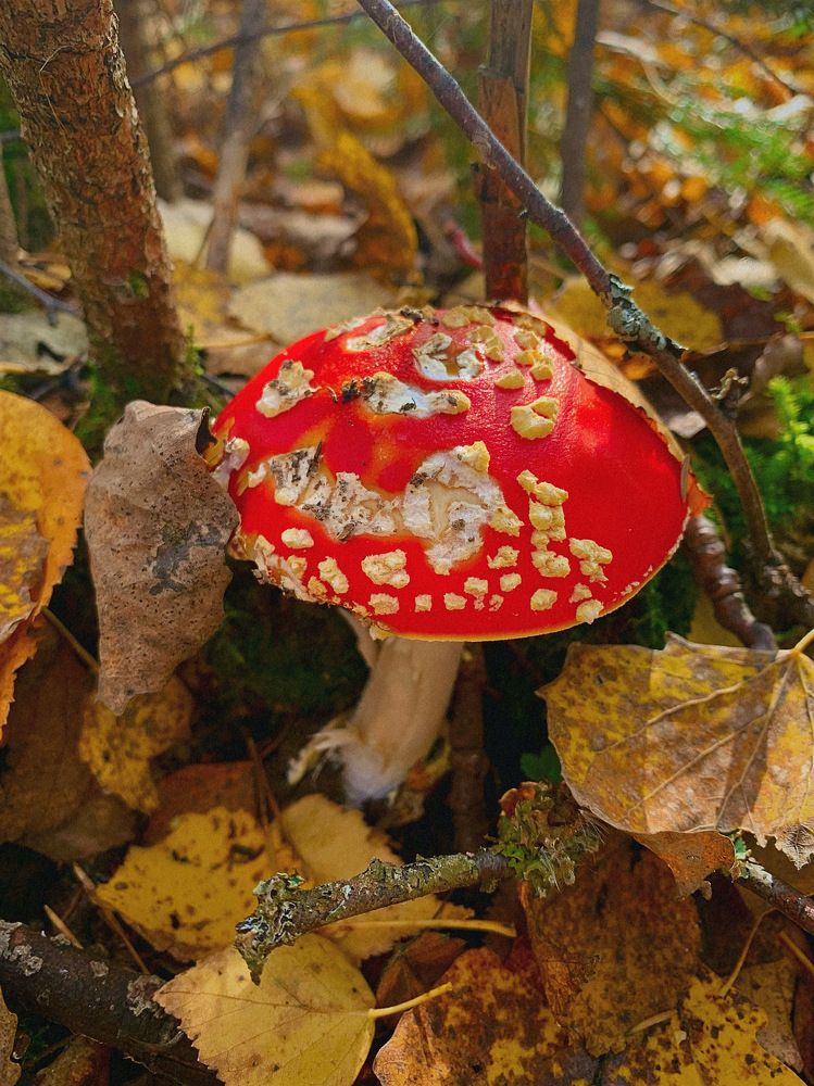 Photograph by Светлана Курганова