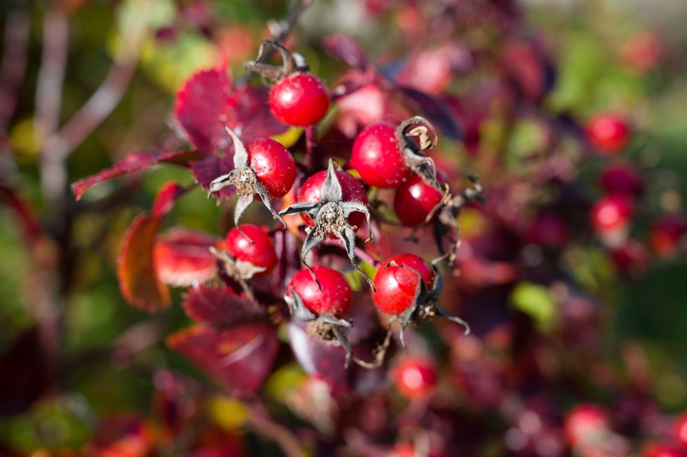 Photograph by Ирина Мошковская