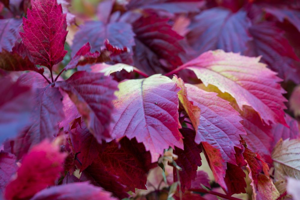 Photograph by Ирина Мошковская