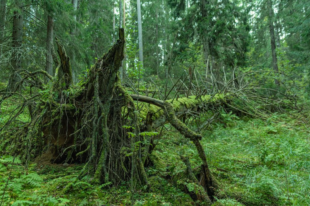 Поверженный великан