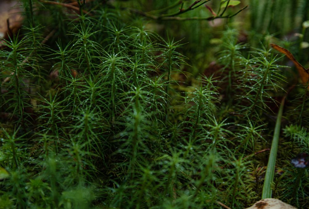 После дождя