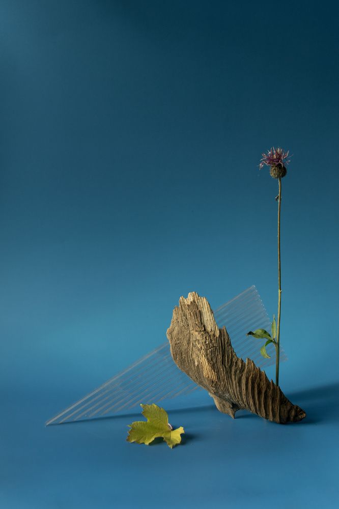 Фотография автора Светлана Бобошина