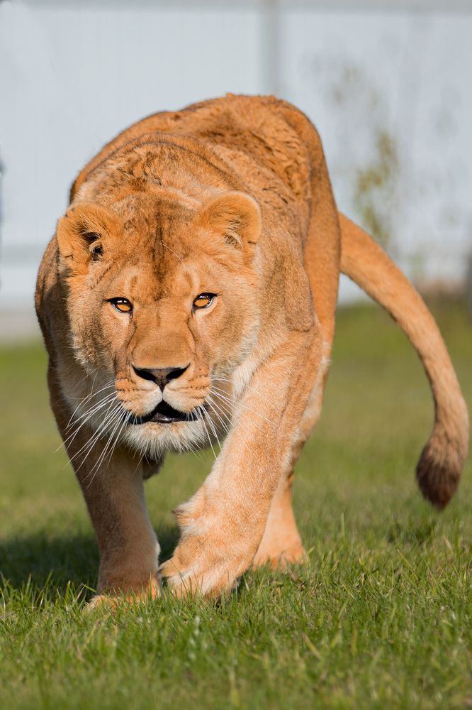 Photograph by Германика Юлия