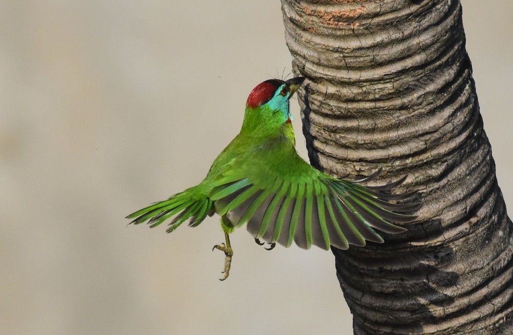 Photograph by Biswanath Chatterjee