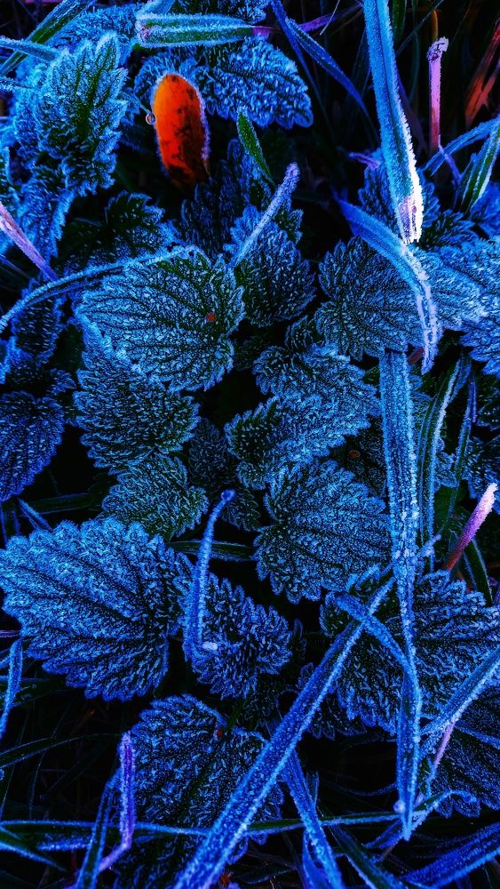 Photograph by Ирина Никульча