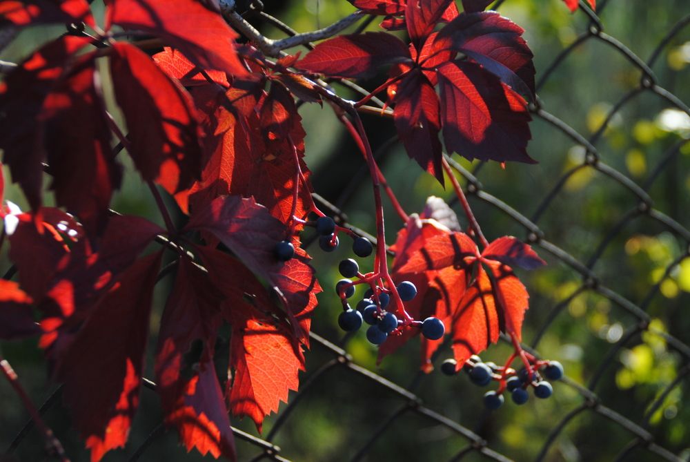 Photograph by Инна Сечко