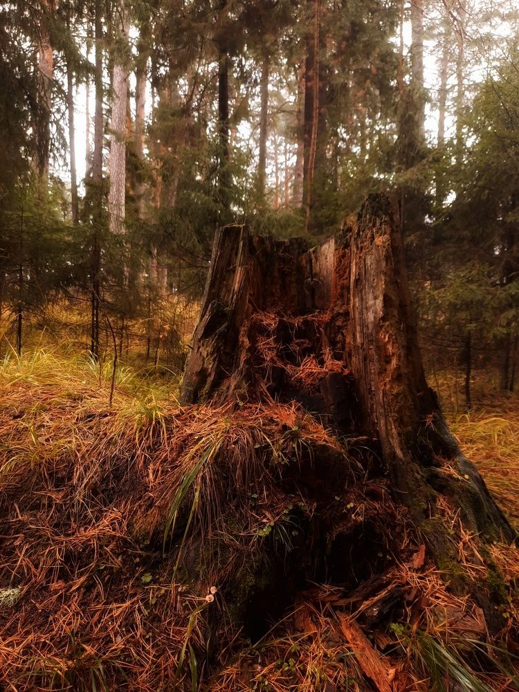 Photograph by Ольга