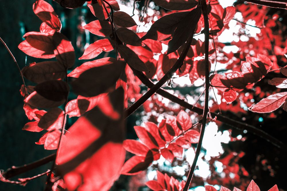 Photograph by Pegah Karimi Farah