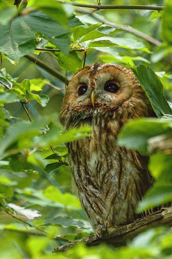 Эти глаза напротив...