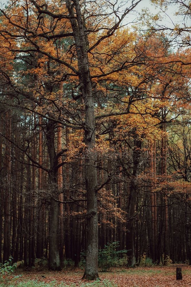 Фотография автора Екатерина Устинкина