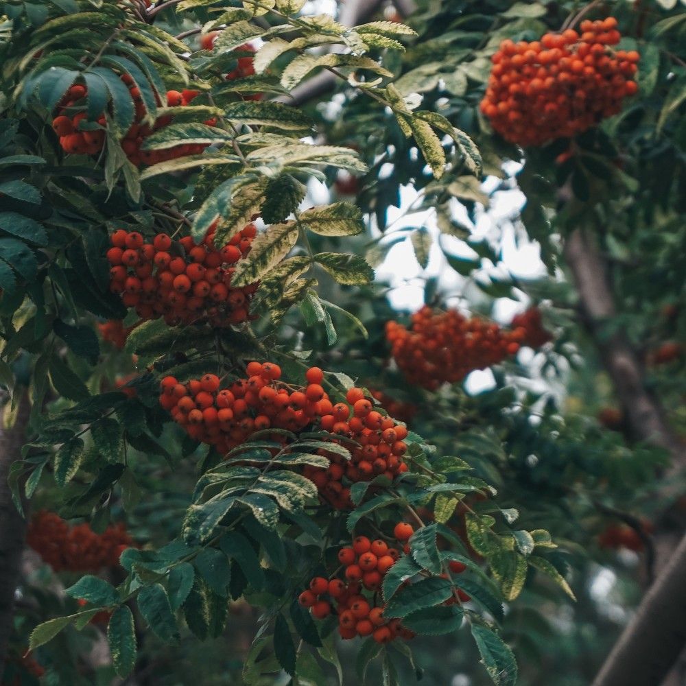 Фотография автора Максим Грибанов
