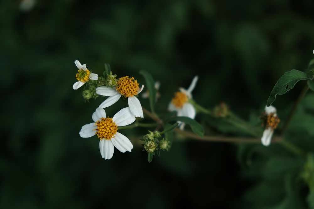 Photograph by Le Thi Bich Phuong