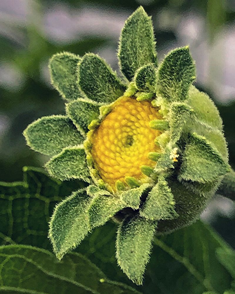 Photograph by Halina Mitsevich