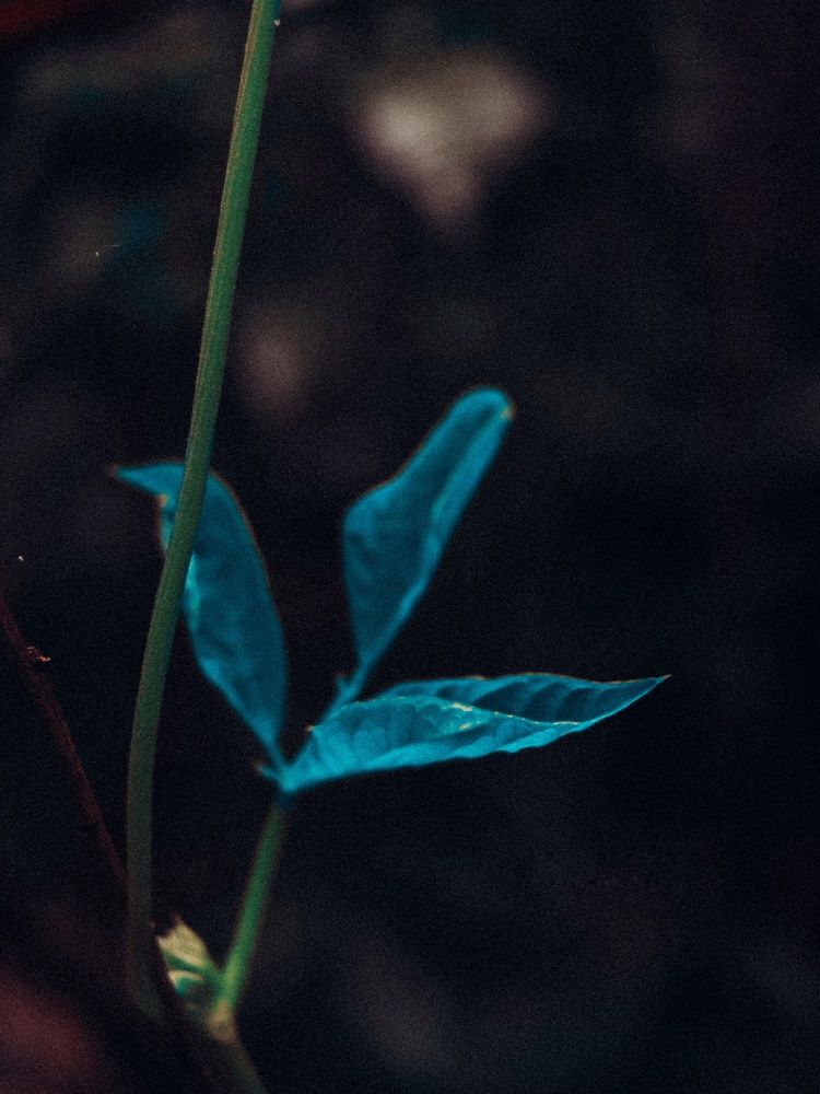 Photograph by Tharindu Deshan