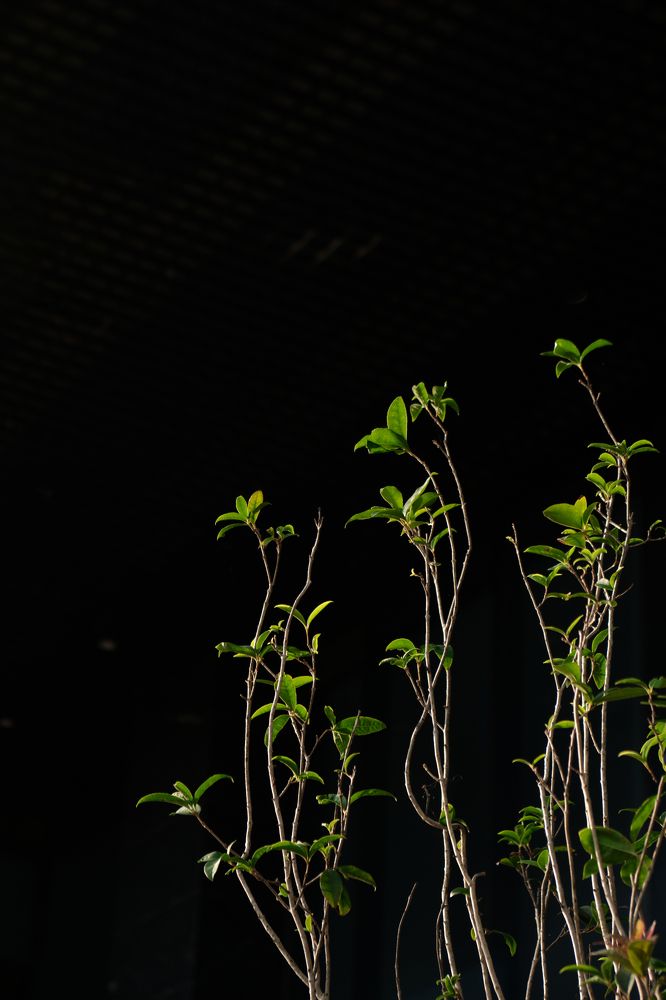 Photograph by Le Thi Bich Phuong