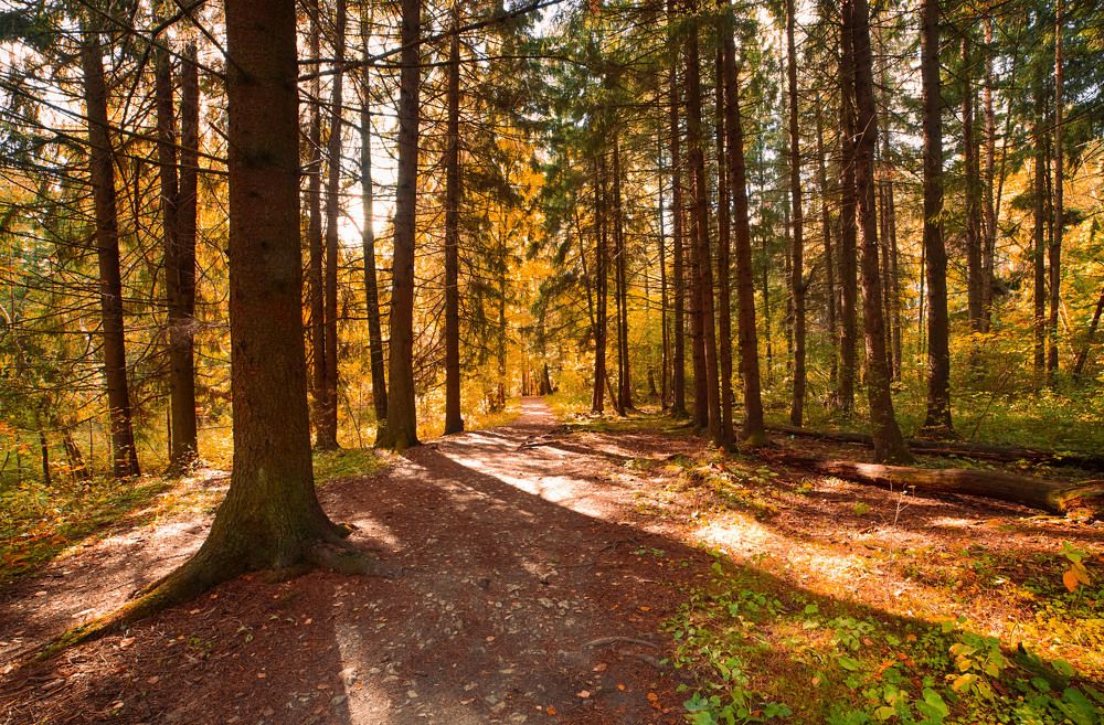 Photograph by Владимир Гречанинов
