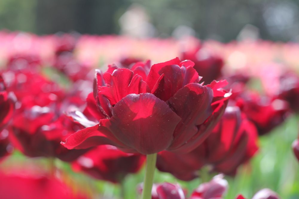 Photograph by Расшивина Дарья