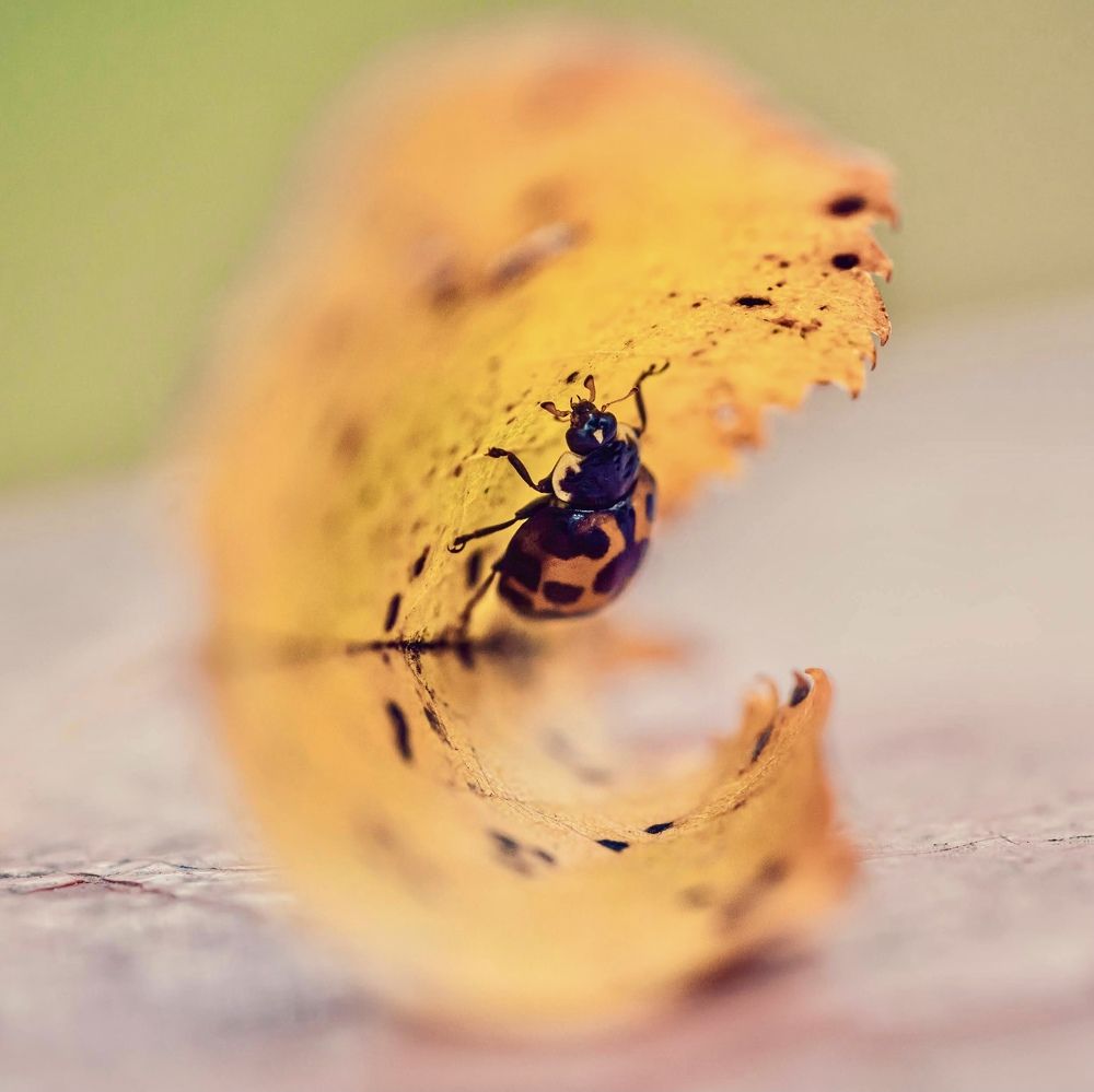 Фотография автора Helena