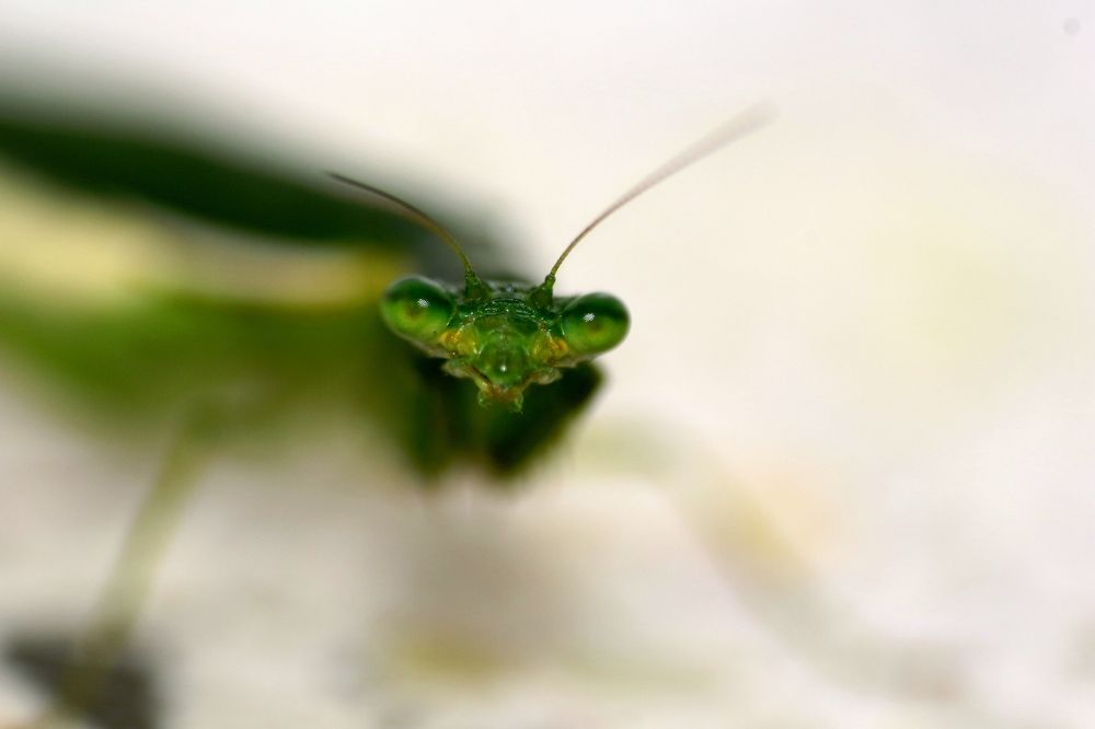 ID: Praying Mantis Face