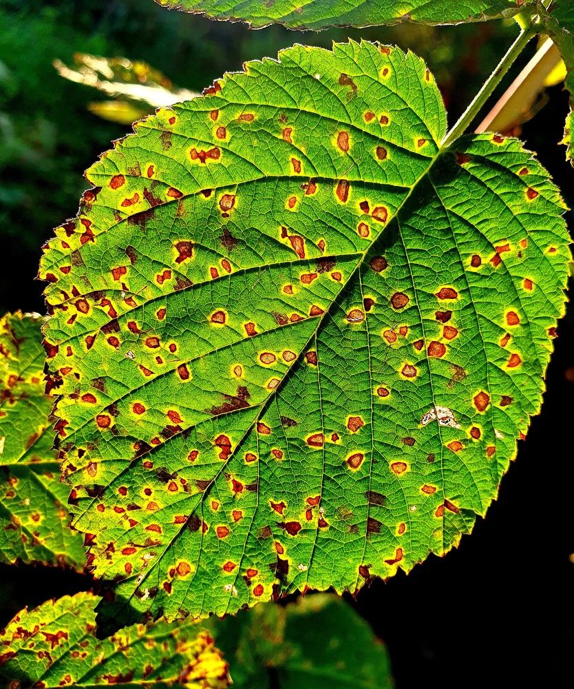 Photograph by Ева К